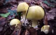 Esemplari del letale Amanita Phalloides