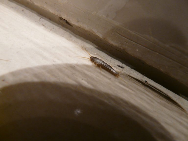 Pesciolino d’argento: cos’è, come entra in casa e come allontanarlo