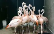 Lo scatto dei "flamingos" che si rifugiano in bagno