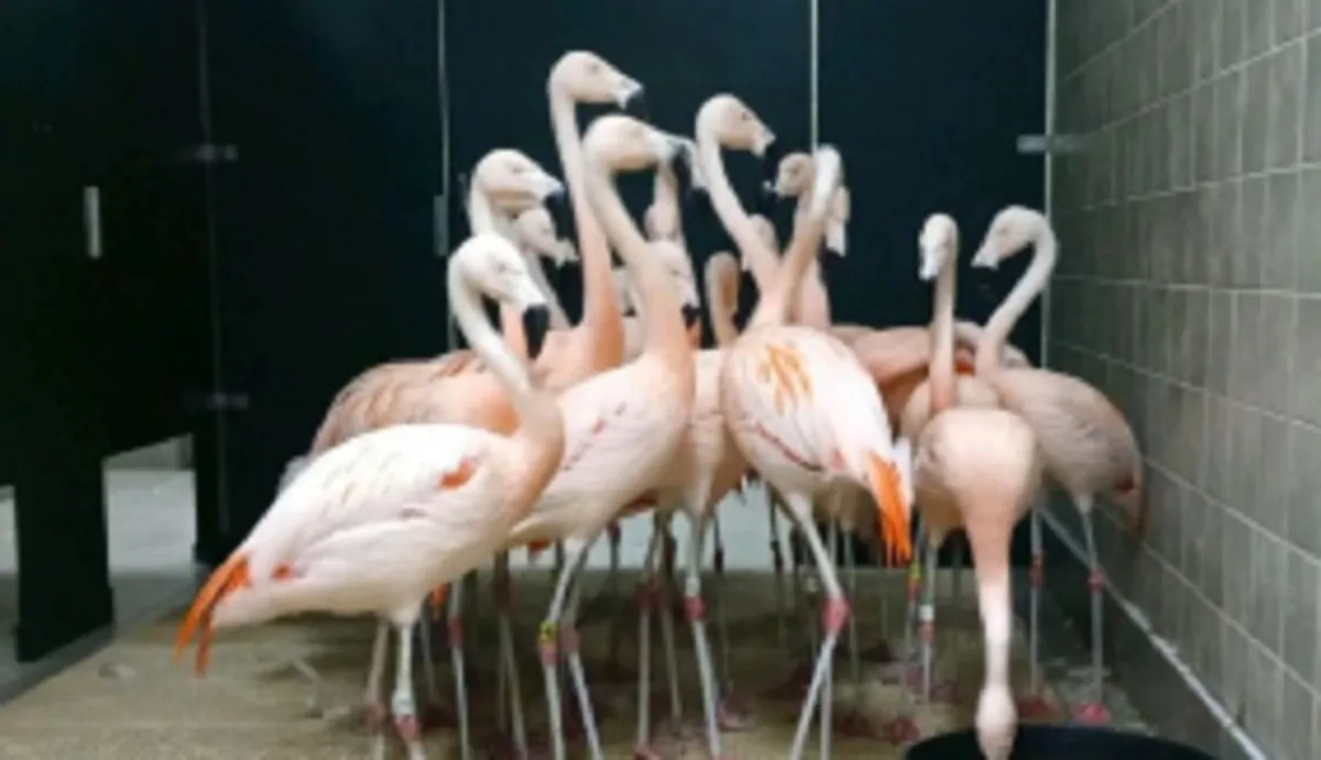 Lo scatto dei "flamingos" che si rifugiano in bagno