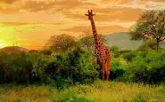 Un esemplare di giraffa masai
