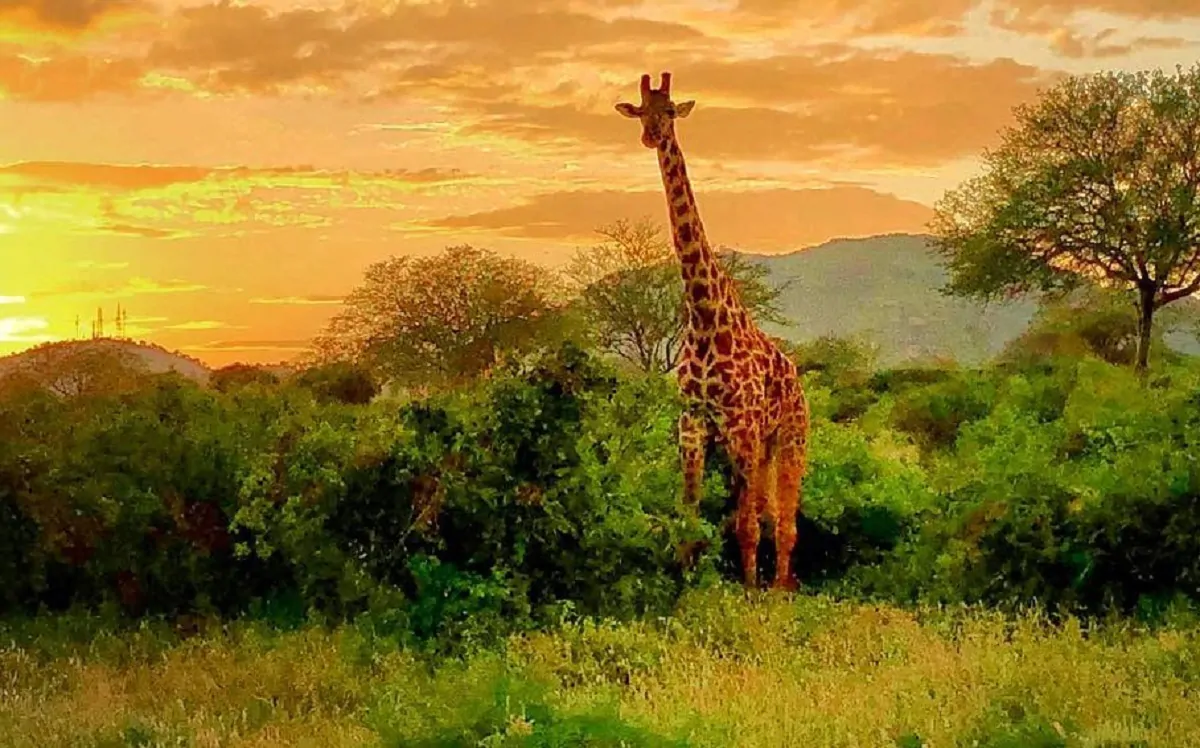 Un esemplare di giraffa masai