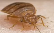 Un esemplare di cimice da letto sul derma umano