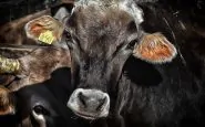 Misteriosa strage di mucche in una cascina del Lodigiano