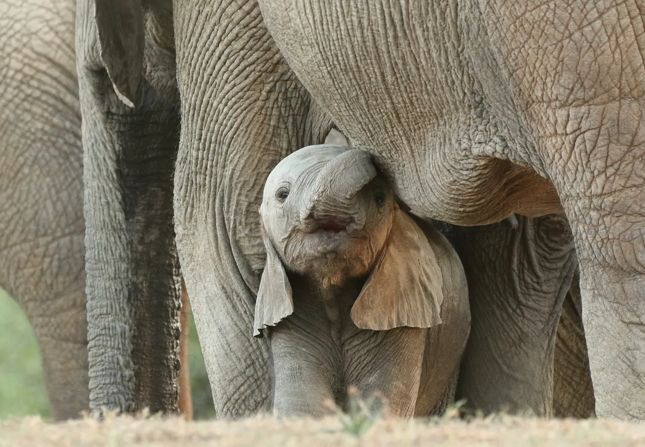 Un cucciolo di elefante ma africano