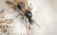 formiche volanti