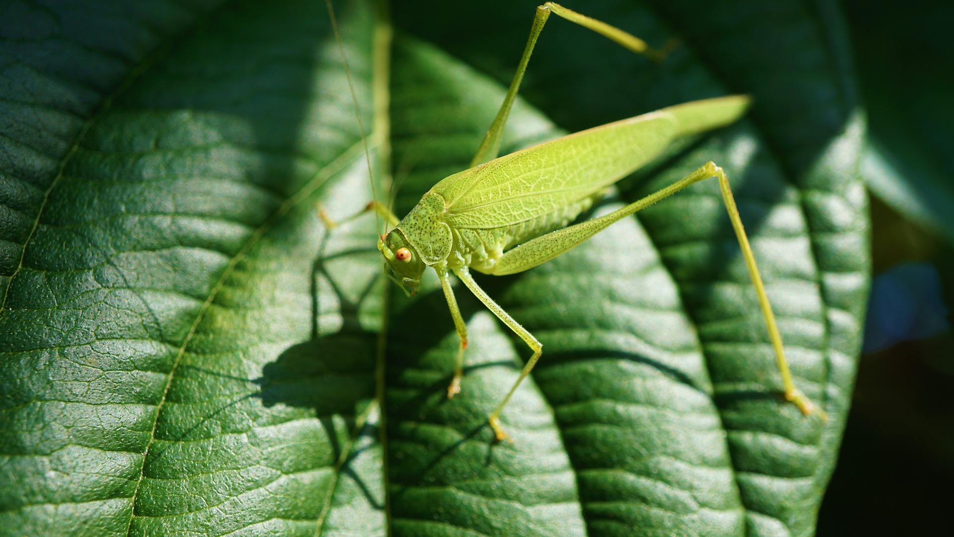 Cavallette in casa significato e come allontanarle senza veleni