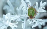 Cimici d’autunno: come allontanare dalle nostre case senza pesticidi