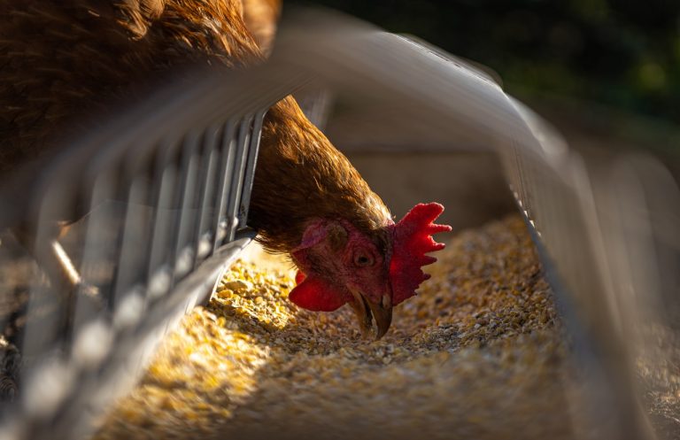 Quasi 50mila galline dovranno essere abbattute