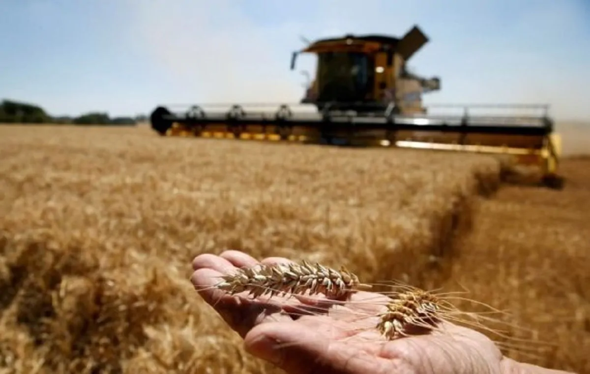 Il prezzo del grano vola sui mercati mondiali