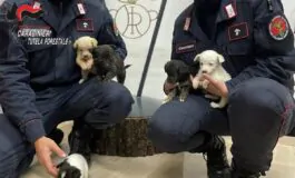 I cuccioli con i Carabinieri Forestali