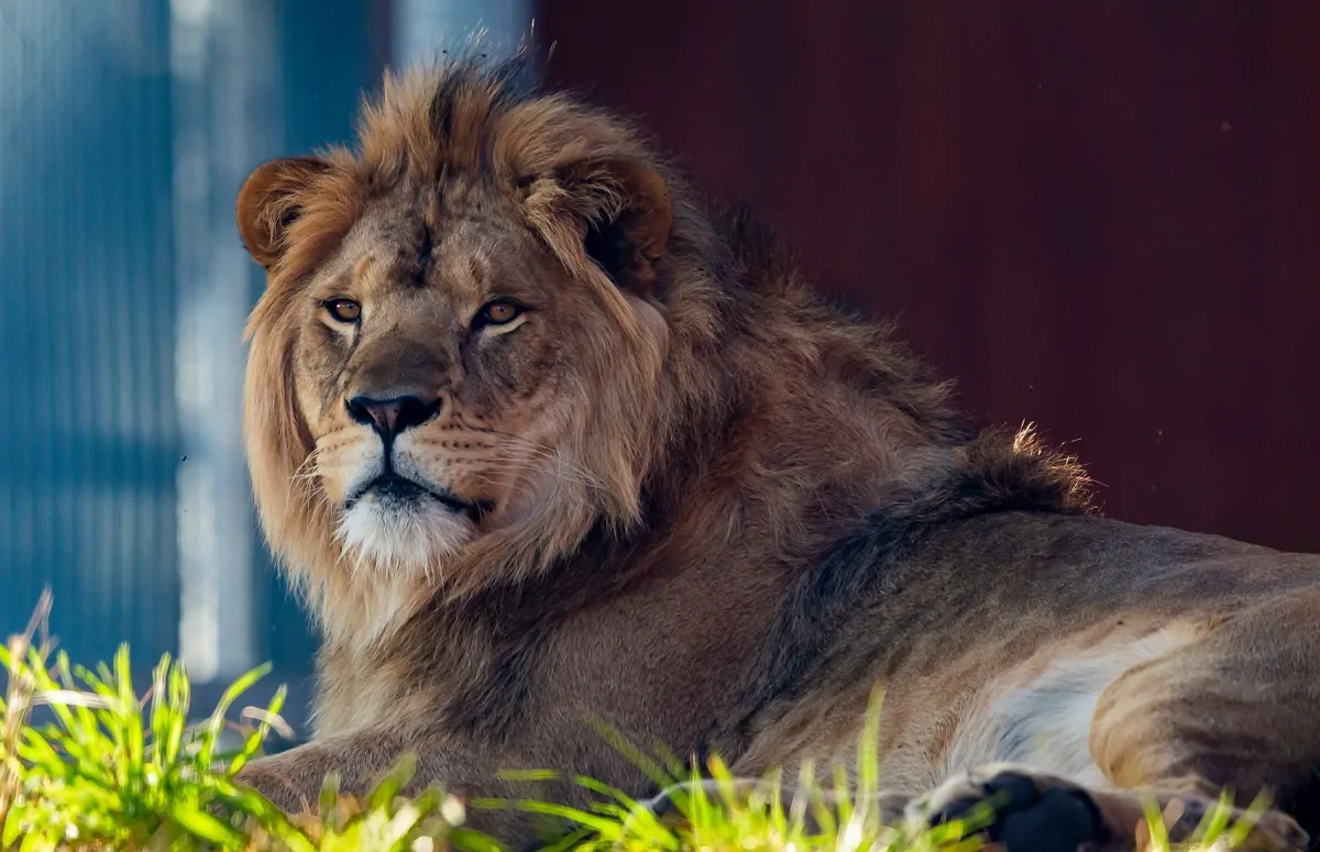 Uno dei leoni dello zoo di Taronga