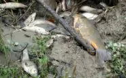 Spesso le morie di pesci hanno cause naturali