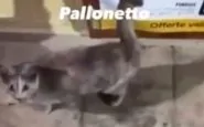 Un frame del video in cui i gattini vengono presi a calci