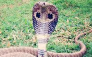 cobra