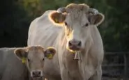 Ancora episodi di mutilazione di bovini in Lombardia