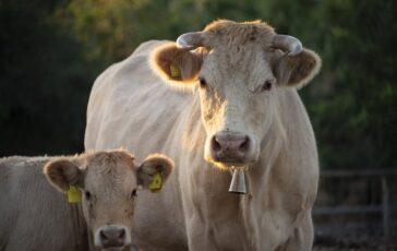 Ancora episodi di mutilazione di bovini in Lombardia