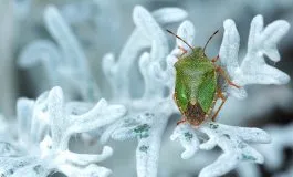 Invasione di cimici in inverno: le cause e come eliminarle senza veleni