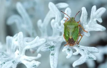 Invasione di cimici in inverno: le cause e come eliminarle senza veleni