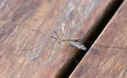 Zanzare in casa a novembre: come allontanarle senza l’uso dei pesticidi chimici