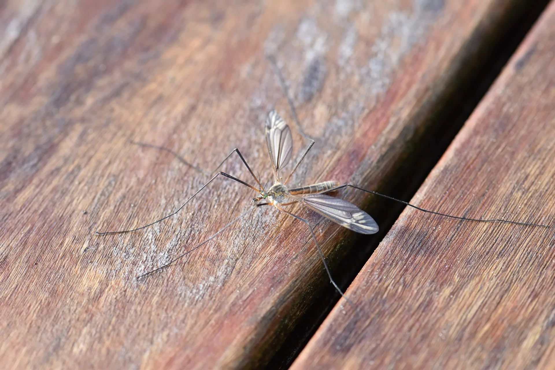 Zanzare in casa a novembre: come allontanarle senza l’uso dei pesticidi chimici