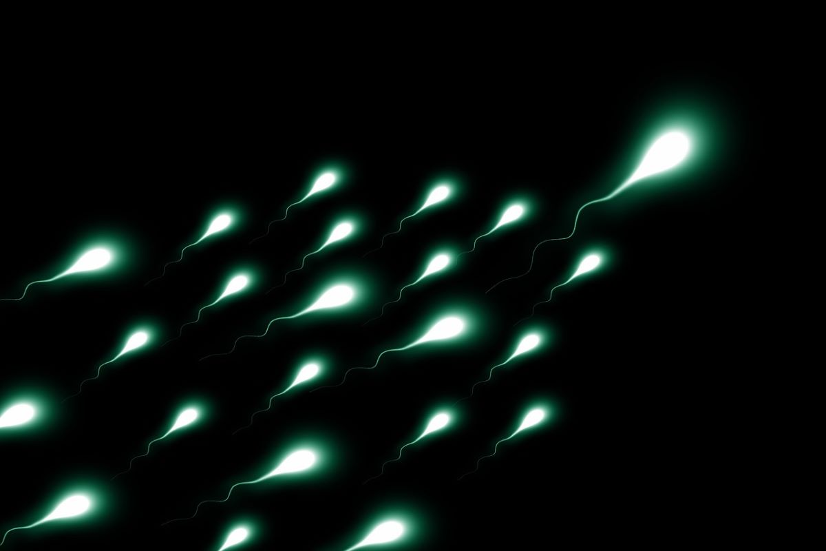 La preoccupante analisi pubblicata da Human Reproduction: spermatozoi dimezzati negli ultimi 50 anni