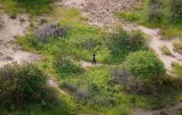 Il piccolo nella foto di avvistamento