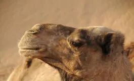 Il parere dei virologi sulla Mers del cammello
