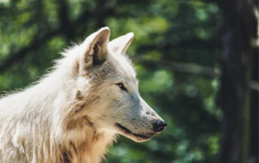 cane ucciso da un lupo