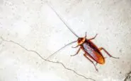 scarafaggi in casa