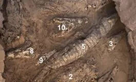 I coccodrilli mummificati trovati in Egitto