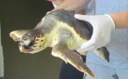 Una tartaruga marina "Caretta" (immagine relativa ad un altro salvataggio)