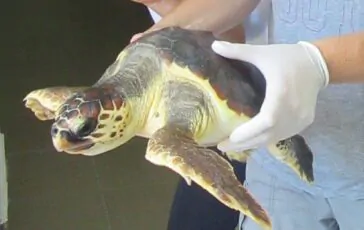 Una tartaruga marina "Caretta" (immagine relativa ad un altro salvataggio)