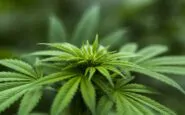 Uno studio cita il caso degli attacchi di vomito in relazione all'uso di cannabis