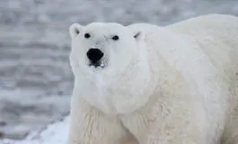 In Alaska un orso polare uccide una donna ed un bambino