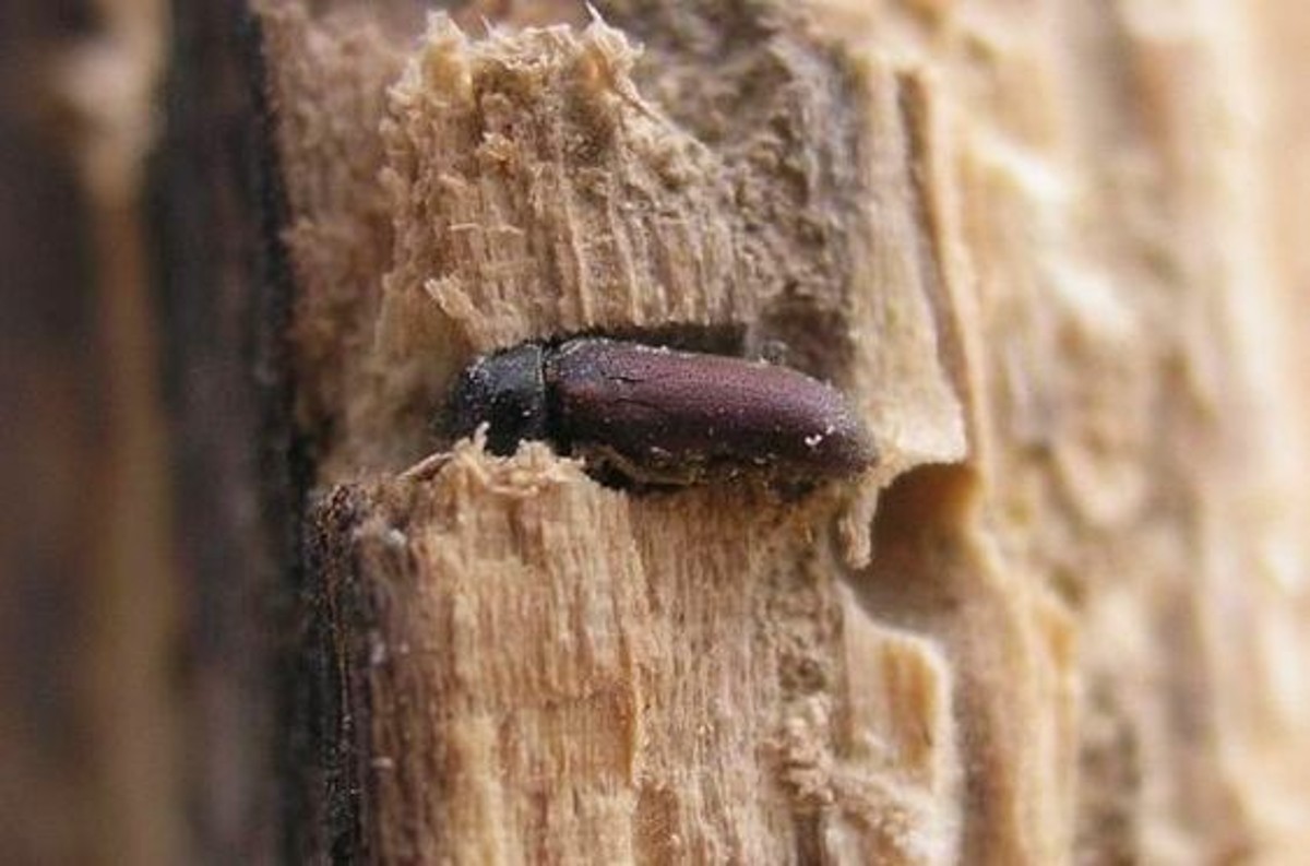 Tarli del legno in casa come eliminarli senza veleni