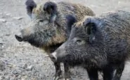 La Sardegna contro i cinghiali