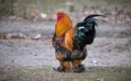 Pollo brahma
