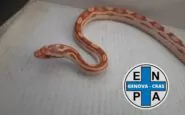 Il serpente del grano rinvenuto a Sanpierdarena