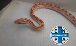 Il serpente del grano rinvenuto a Sanpierdarena