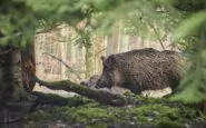 Sparano ad un cinghiale e centrano l'auto di un ricercatore