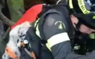 Il salvataggio del cane