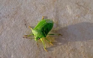 cimici