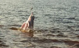 Donna aggredita delfino rosa