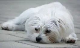Maltrattamenti su animali: coniugi picchiano il cane e la vicina consegna il video alla polizia