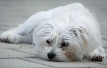 Maltrattamenti su animali: coniugi picchiano il cane e la vicina consegna il video alla polizia