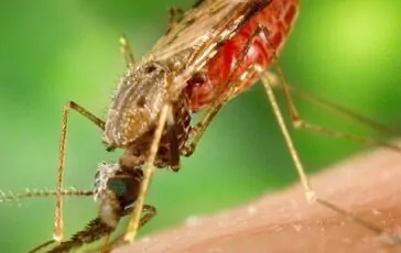 Un esemplare di Anopheles stephensi