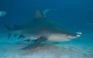 Un esemplare di squalo toro