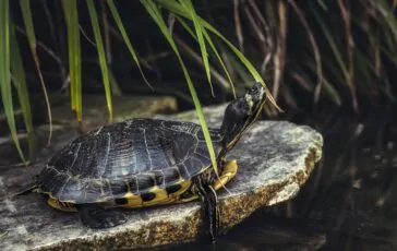 Tartaruga uccisa a sassate da un minorenne spezzino