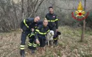 vigile del fuoco salva cane